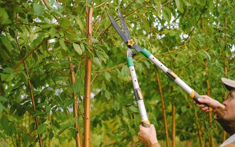 Tree trimming in Kotzebue, AK